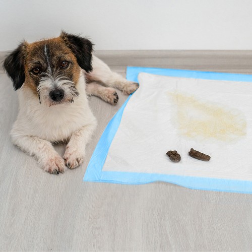Hygienická podložka 60x60cm 100 ks. Purlov 21601 – Obrázok 12