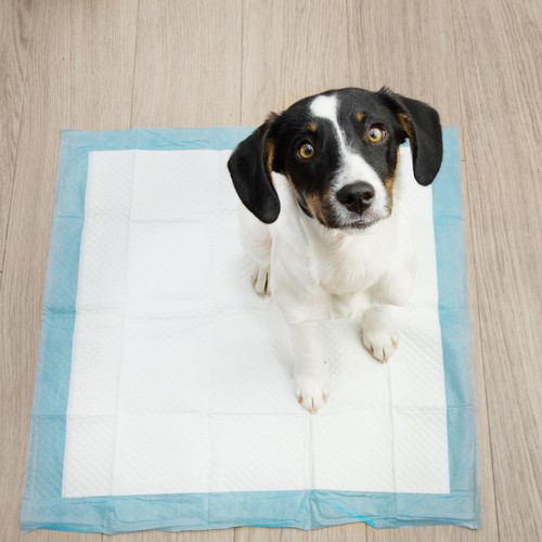 Hygienická podložka 60x60cm 100 ks. Purlov 21601 – Obrázok 13