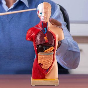 Model Ľudského Tela Rozložiteľný