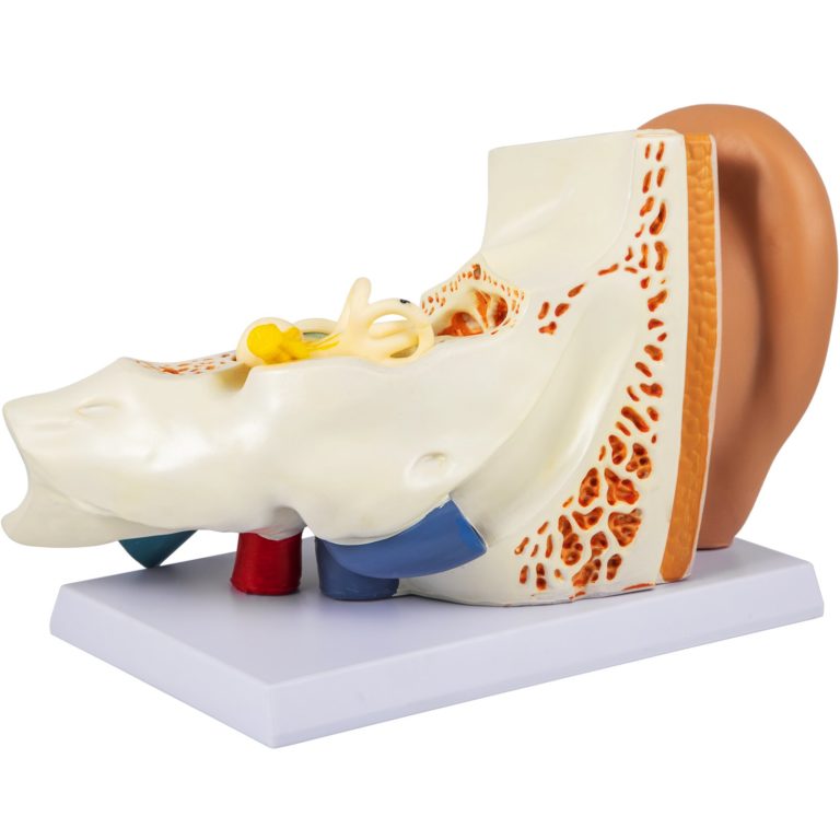 Model Ľudského Ucha – Obrázok 3