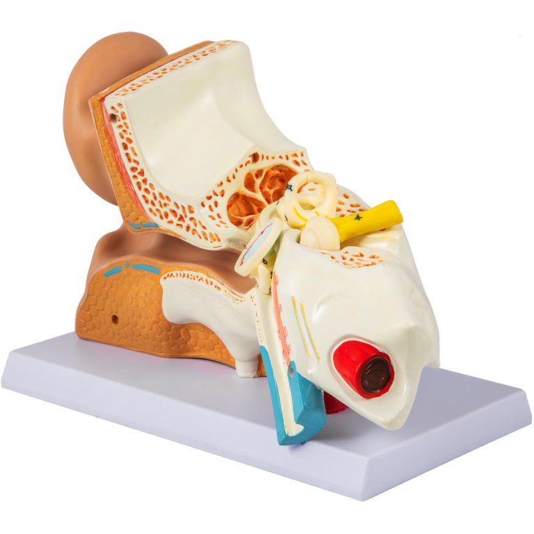 Model Ľudského Ucha – Obrázok 2