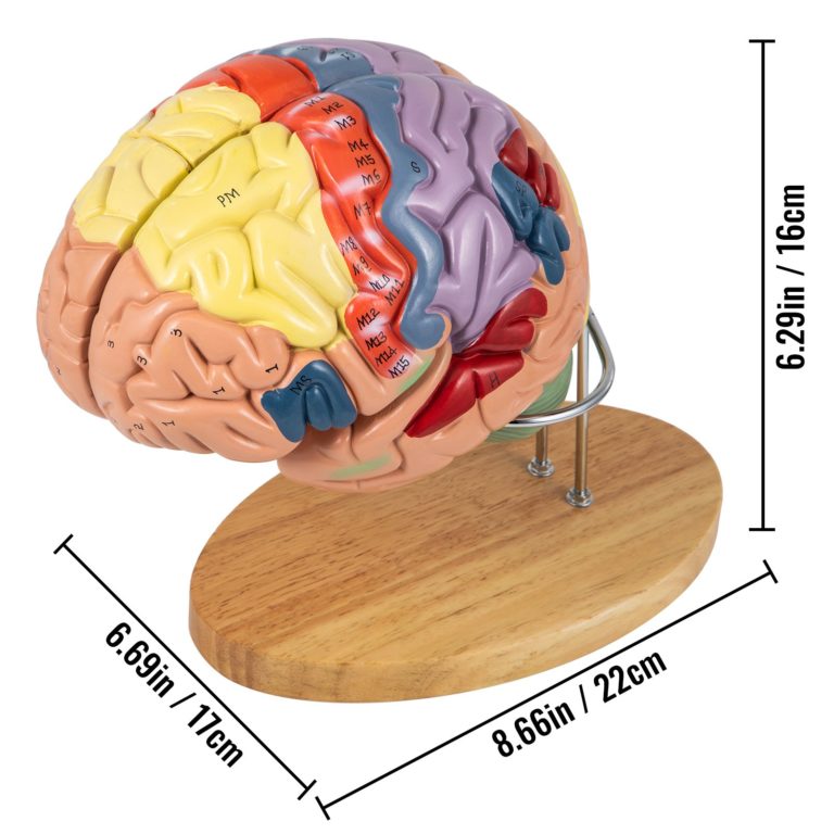 4 Dielny Model Ľudského Mozgu Rozložiteľný – Obrázok 5