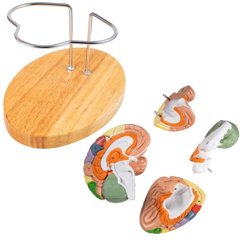 4 Dielny Model Ľudského Mozgu Rozložiteľný – Obrázok 6