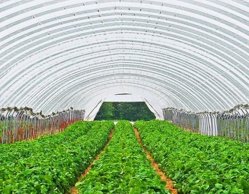 Skleníková Fólia 4.9 X 7.6 M Odolná Voči UV Žiareniu – Obrázok 3