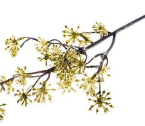 Vetvička MagicHome Vianoce, Sedum.Gold, zlatá, 14x30 cm