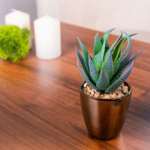 Sukulent MagicHome S15643, 17 cm, kvetináč - plast, zlatý, umelý